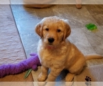 Small Photo #5 Golden Retriever Puppy For Sale in FRANKFORT, KY, USA