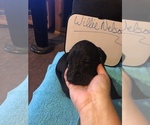 Small Photo #24 Great Dane Puppy For Sale in MINERAL WELLS, TX, USA