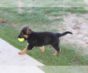 German Shepherd Dog Puppy for sale in WESTCLIFFE, CO, USA