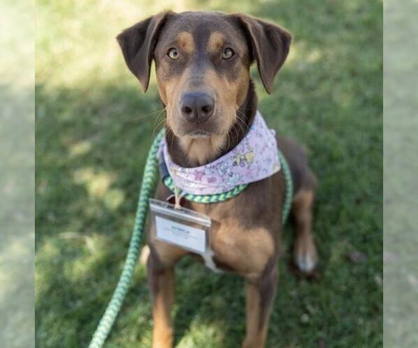 Medium Photo #17 Doberman Pinscher-Unknown Mix Puppy For Sale in San Diego, CA, USA