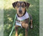 Small #16 Doberman Pinscher Mix