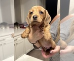 Small #2 Dachshund
