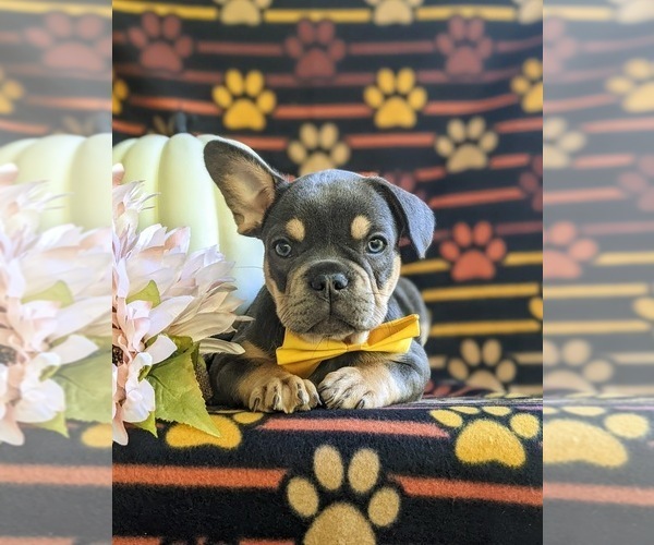 Medium Photo #3 French Bulldog Puppy For Sale in QUARRYVILLE, PA, USA