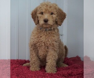 Goldendoodle-Poodle (Standard) Mix Puppy for sale in FREDERICKSBG, OH, USA
