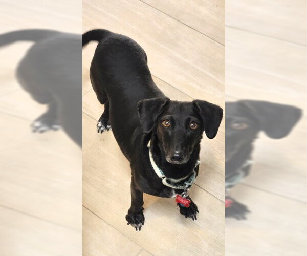 Medium Photo #1 Dachshund-Unknown Mix Puppy For Sale in San Diego, CA, USA