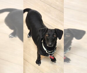 Dachshund-Unknown Mix Dogs for adoption in San Diego, CA, USA
