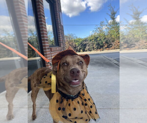 Medium Photo #13 Mutt Puppy For Sale in Candler, NC, USA