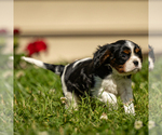 Small Photo #3 Cavalier King Charles Spaniel Puppy For Sale in GORDONVILLE, PA, USA
