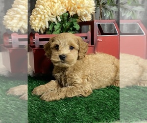 Cock-A-Poo Puppy for sale in CANOGA, NY, USA