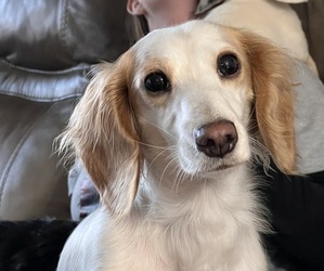Mother of the Dachshund puppies born on 07/27/2025