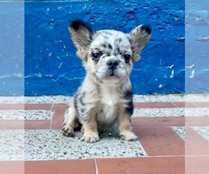 French Bulldog Puppy for sale in WASHINGTON, DC, USA