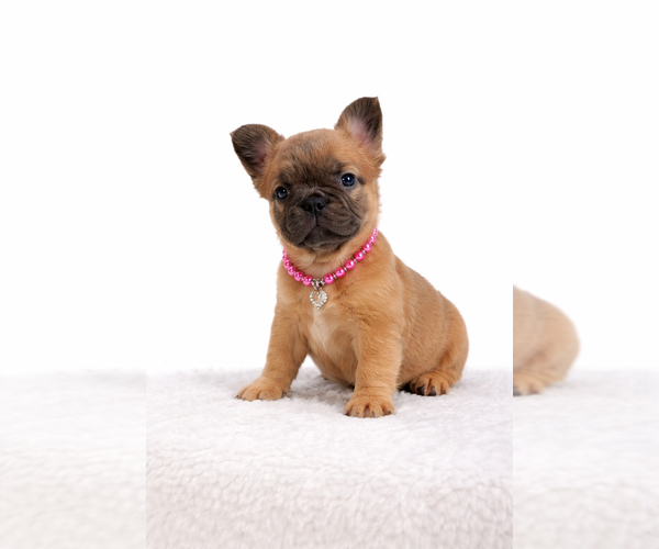 Medium Photo #2 French Bulldog Puppy For Sale in CORAL SPRINGS, FL, USA