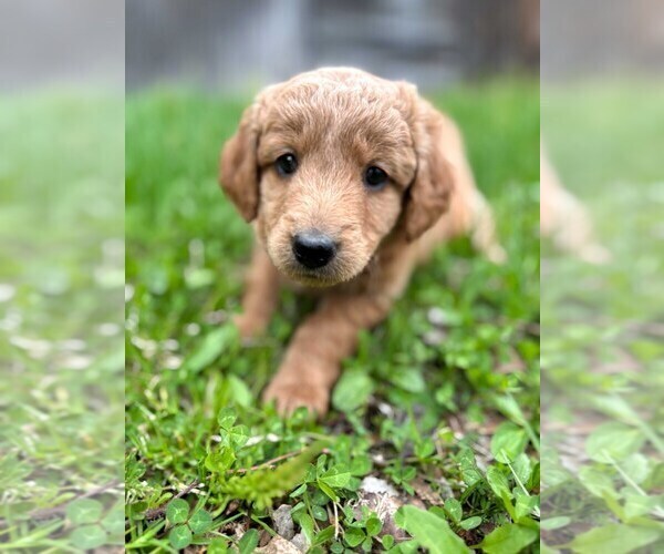 Medium Photo #7 Double Doodle Puppy For Sale in PALMER, AK, USA