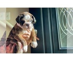 Small Photo #13 Olde English Bulldogge Puppy For Sale in OVERLAND, KS, USA