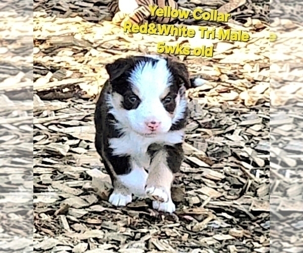 Medium Photo #14 Border Collie Puppy For Sale in BYBEE, TN, USA