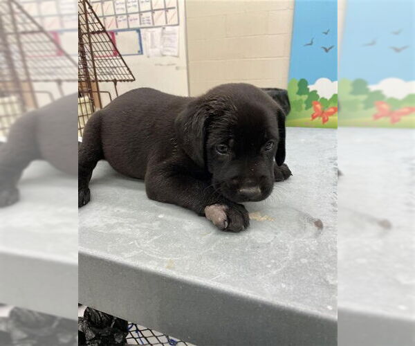 Medium Photo #1 Labrador Retriever-Unknown Mix Puppy For Sale in Waco, TX, USA