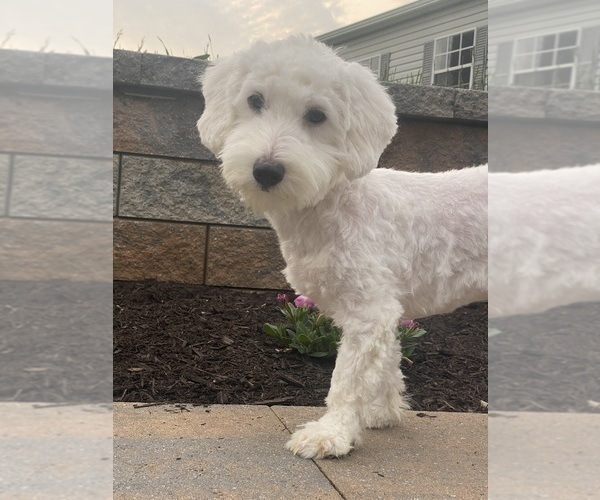 Medium Photo #4 Coton de Tulear Puppy For Sale in CANOGA, NY, USA