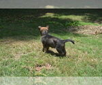 Small #2 German Shepherd Dog