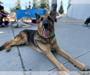 Dottie - Female German Shepherd Dog Dog for Adoption - Photo #3