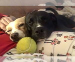 Small #50 American Staffordshire Terrier Mix