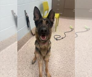 German Shepherd Dog Dogs for adoption in Brighton, CO, USA