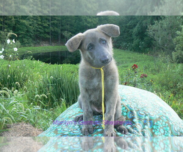 Medium Photo #1 German Shepherd Dog Puppy For Sale in PIEDMONT, MO, USA