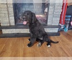 Small #1 Golden Mountain Dog