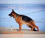 Small Photo #6 German Shepherd Dog Puppy For Sale in DENVER, CO, USA