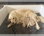 Small Photo #2 Golden Retriever Puppy For Sale in RIVERSIDE, CA, USA