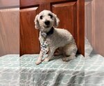 Small Photo #4 Bichon Frise Puppy For Sale in Sioux Falls, SD, USA