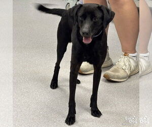 Labrador Retriever Dogs for adoption in Washington, DC, USA
