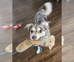 Small Photo #2 Catahoula Leopard Dog-Unknown Mix Puppy For Sale in Corona, CA, USA