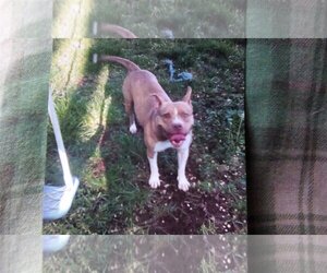 Athena ~ Courtesy Post - Female American Pit Bull Terrier Dog for Adoption - Photo #2
