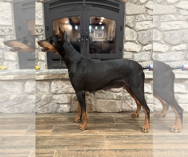 Medium Photo #1 Doberman Pinscher Puppy For Sale in PERU, KS, USA