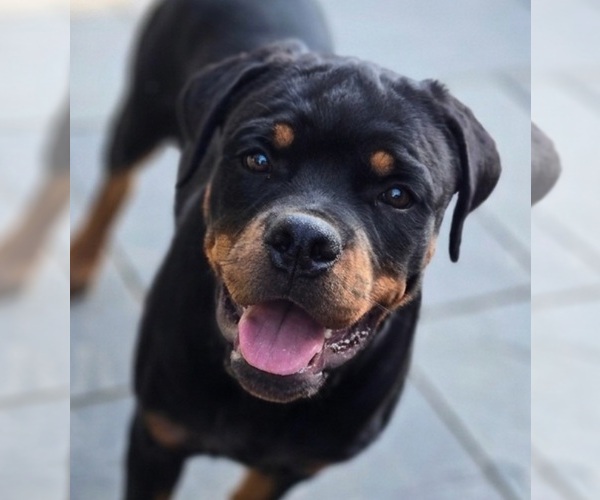 Medium Photo #1 Rottweiler Puppy For Sale in FAIRDALE, KY, USA