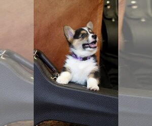 Pembroke Welsh Corgi Puppy for sale in FAIR GROVE, MO, USA