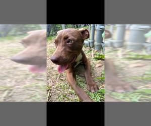 Bulldog Dogs for adoption in Tarrytown, GA, USA
