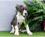 Small Photo #150 Great Dane Puppy For Sale in WAKARUSA, IN, USA