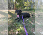 Small #8 Dachshund Mix