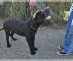 Small #1 Labrador Retriever Mix