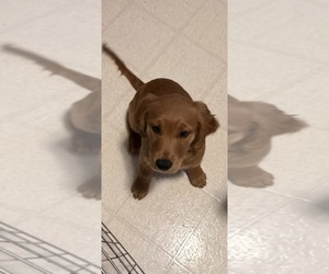 Golden Retriever Litter for sale in GREENVILLE, SC, USA