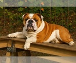 Small Photo #1 English Bulldogge Puppy For Sale in GOLDSBORO, NC, USA