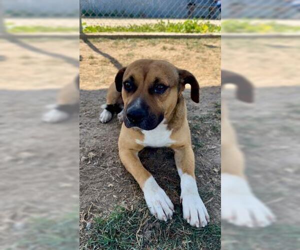 Medium Photo #1 Mutt Puppy For Sale in Bakersfield, CA, USA