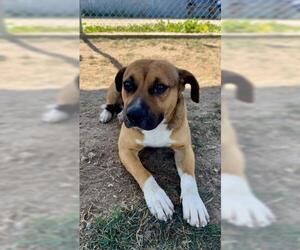 Mutt Dogs for adoption in Bakersfield, CA, USA