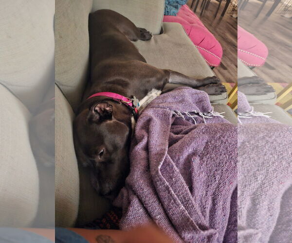 Medium Photo #9 American Pit Bull Terrier-Labrador Retriever Mix Puppy For Sale in Holly Springs, NC, USA