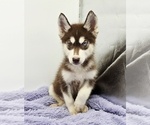 Small #1 Siberian Husky