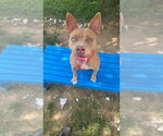 Small #2 Mutt
