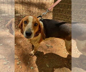 Iver: Not At the Shelter (Wendy) - Male American Foxhound-Unknown Mix Dog for Adoption - Photo #9