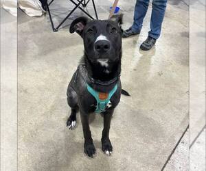 German Shepherd Dog-Unknown Mix Dogs for adoption in New Oxford , PA, USA