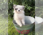 Small #2 Pomeranian